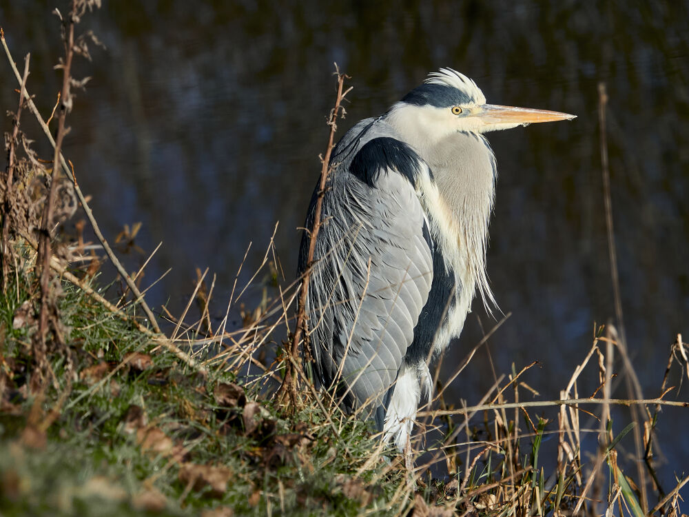 Blauwe reiger - Landscape