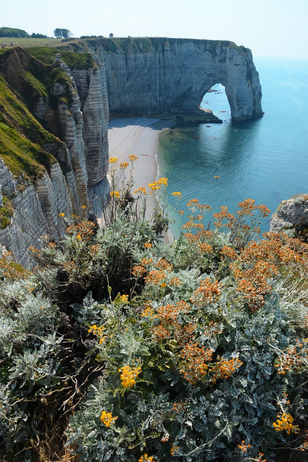 Olifant rots bij de kust van Etretat, Normandië met gele bloemen op de voorgrond