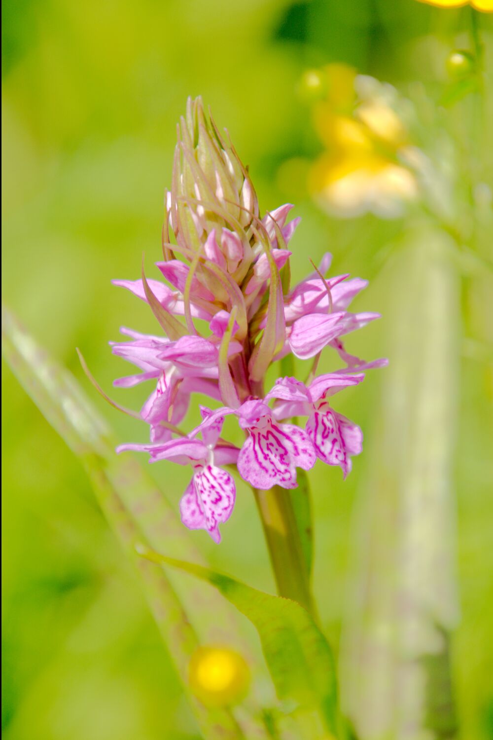 Gevlekte orchis op Texel