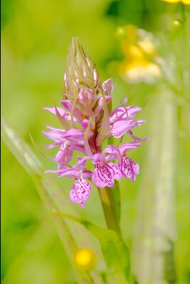 Gevlekte orchis op Texel