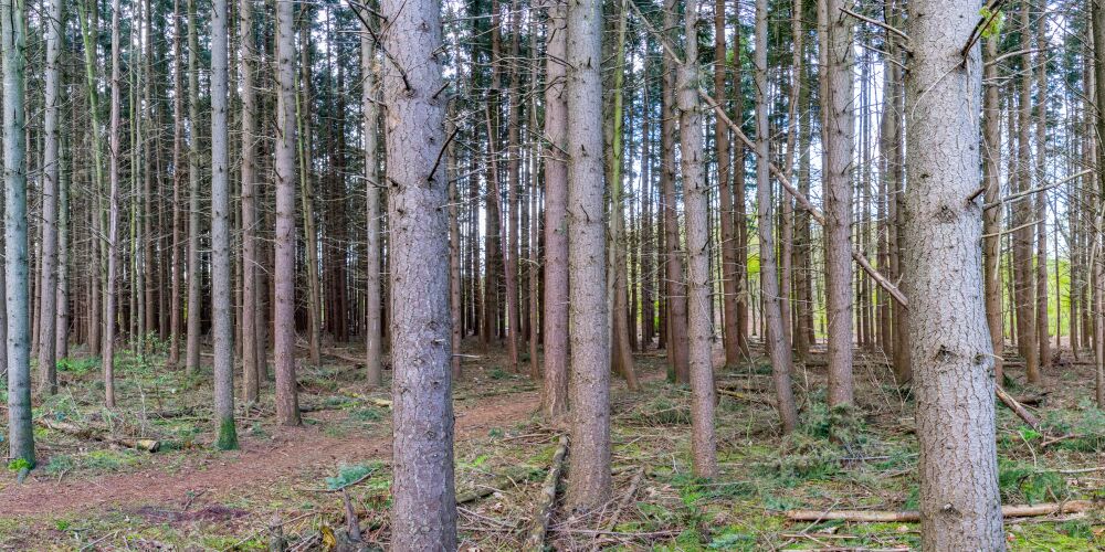 Bomen op Anna's Hoeve (verhouding 2:1)