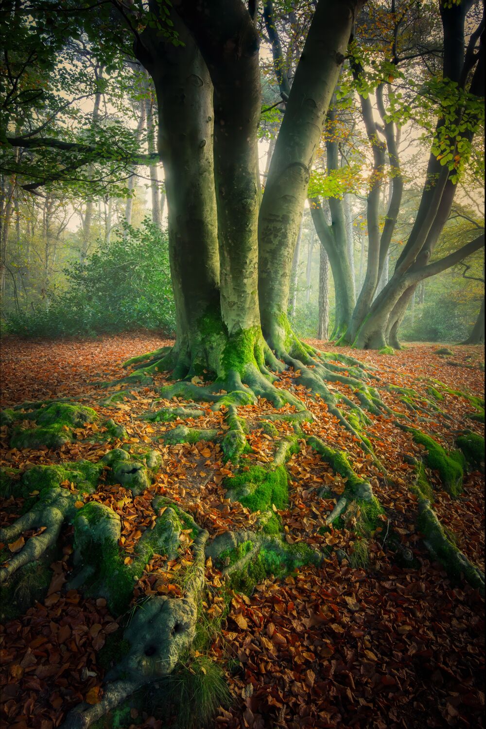 Fairy beech tree with mossy roots in an autumn colorful forest