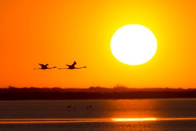 Flamingo sunset II