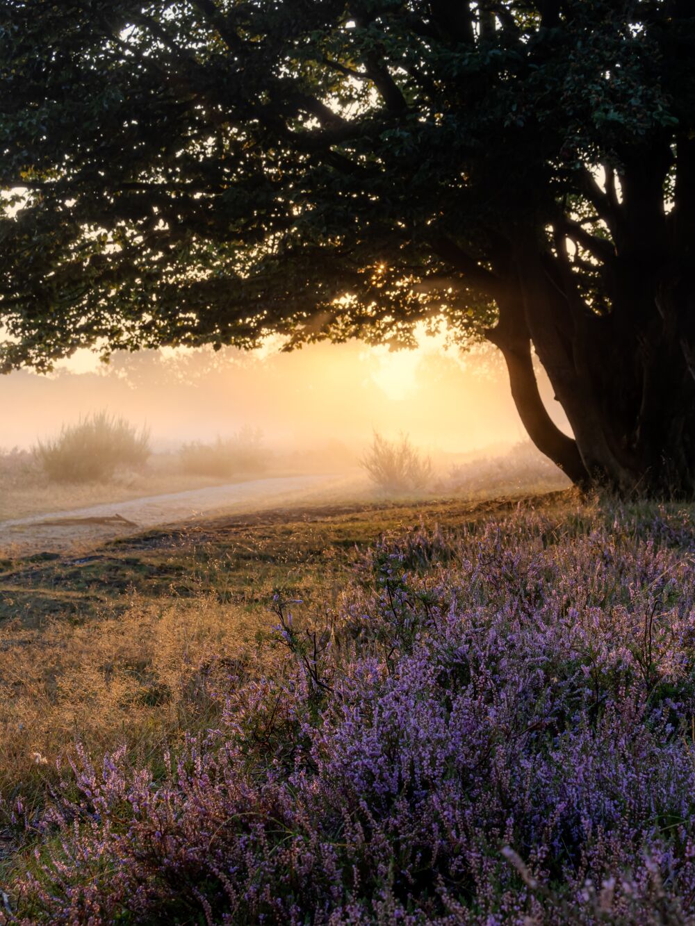 Sfeerlicht op de mistige heide