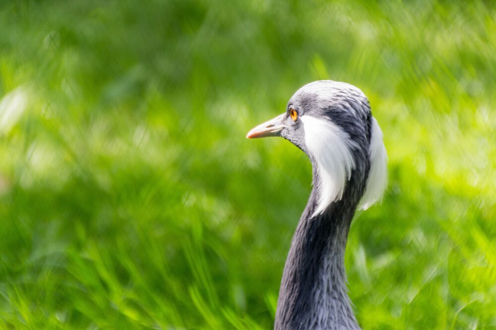 Boven het gras uit