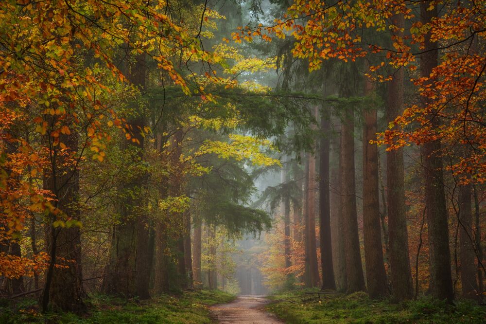 De Nederlandse bossen - Speulderbos