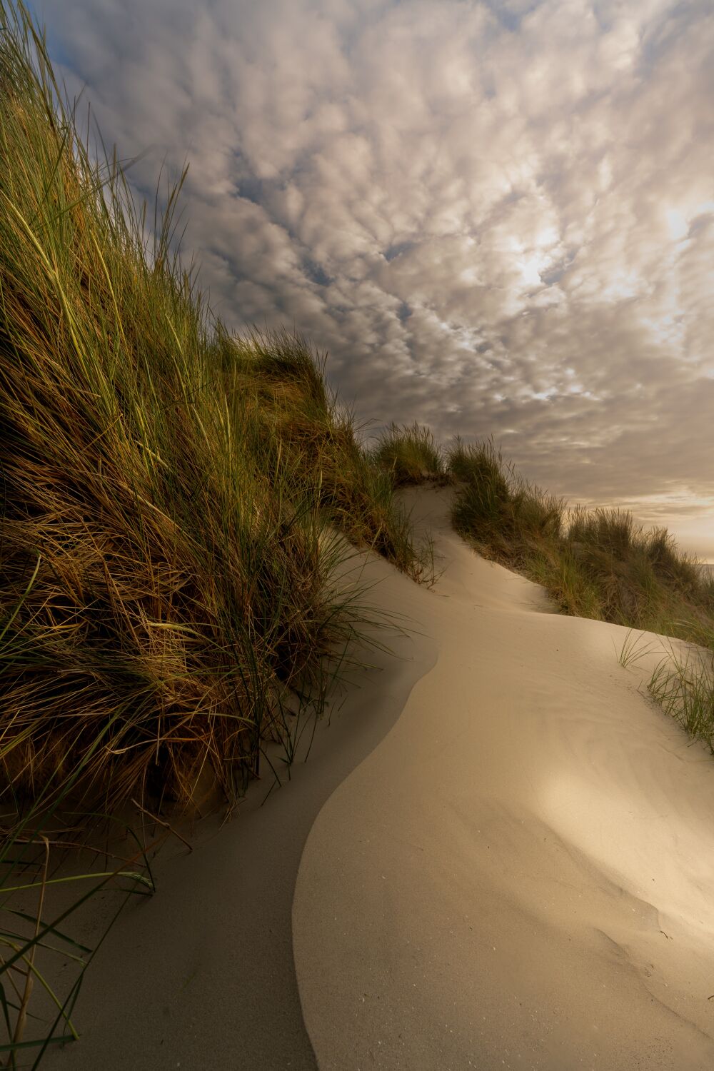 De lijn door de duinen