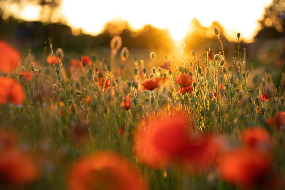 Bloemen - Klaprozen bij zonsondergang