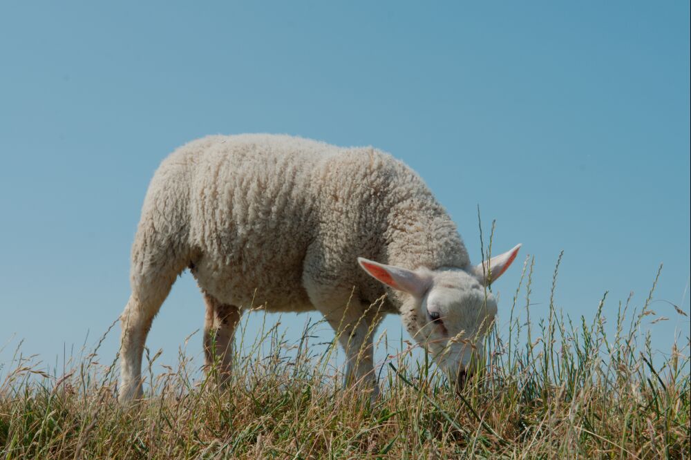 Texels schaap op de dijk