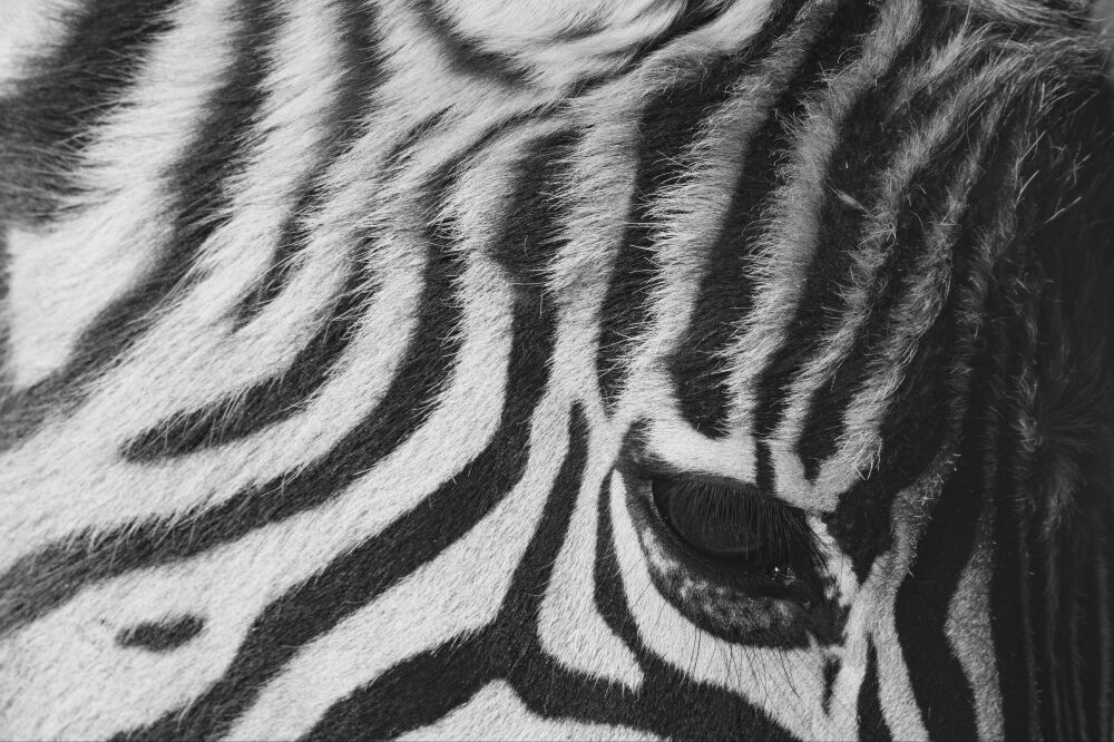 Zwart-Witte Perfectie - Close-up van een Zebra