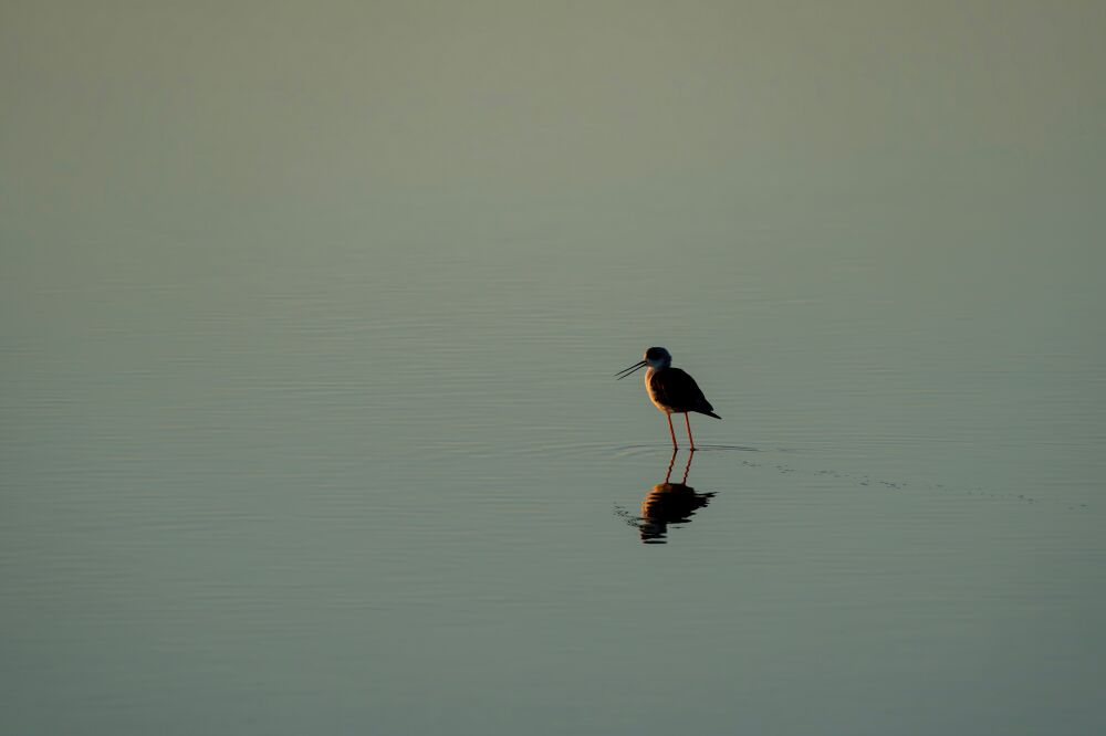 Ein Moment der Reflexion Watvogel in einer Friedlichen Wasserlandschaft