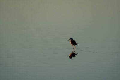 A Moment of Reflection Wader in a Peaceful Waterscape