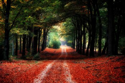 Beech forest in autumn