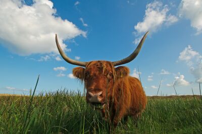 Schotse hooglander in het veld