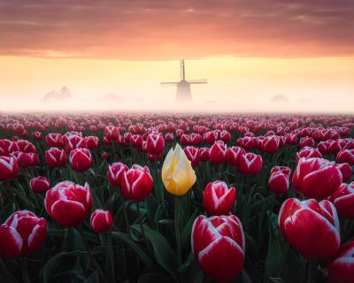Tulpen tijdens een kleurrijke zonsopkomst, West-Friesland