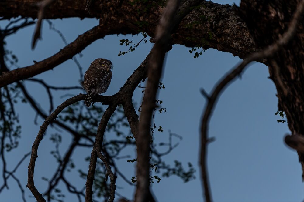 Spotted Owl in a Tree at Dusk, Kruger National Park, South Africa