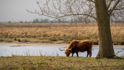 Schotse hooglander Tiengemeten 