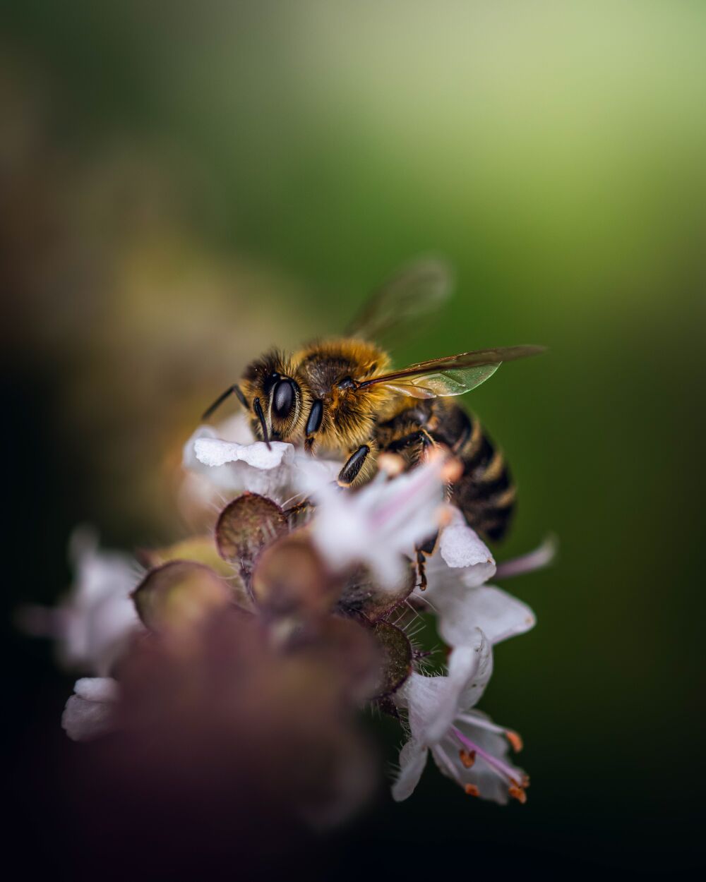 Bee Beauty