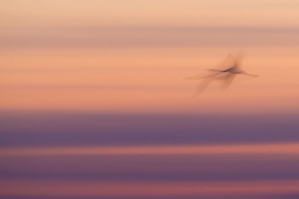 Abstract flamingos in flight