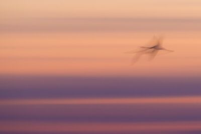 Abstract flamingos in flight