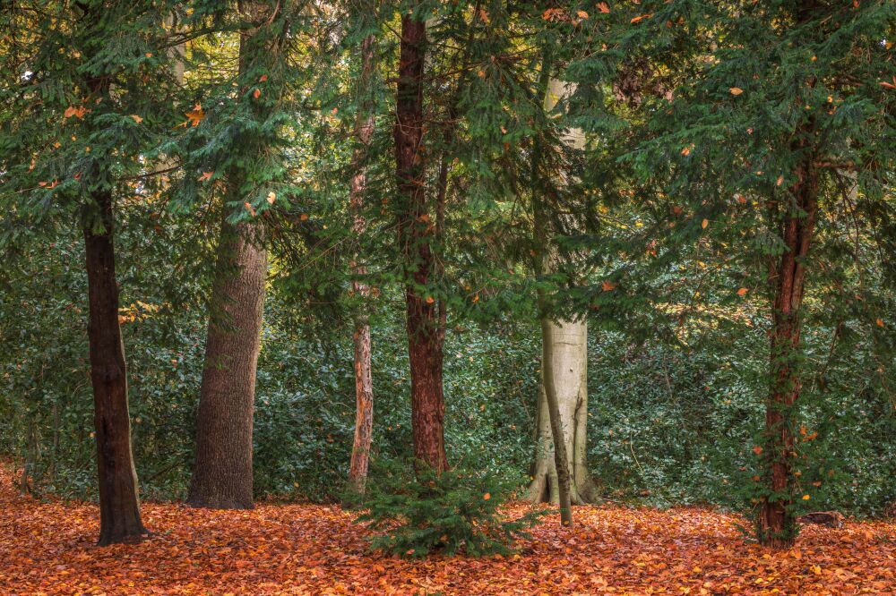 Bomen op een rij