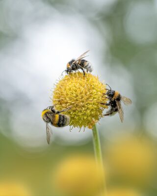 Drie Bijen op een Gele Bloem