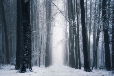 De Nederlandse bossen - Limburg