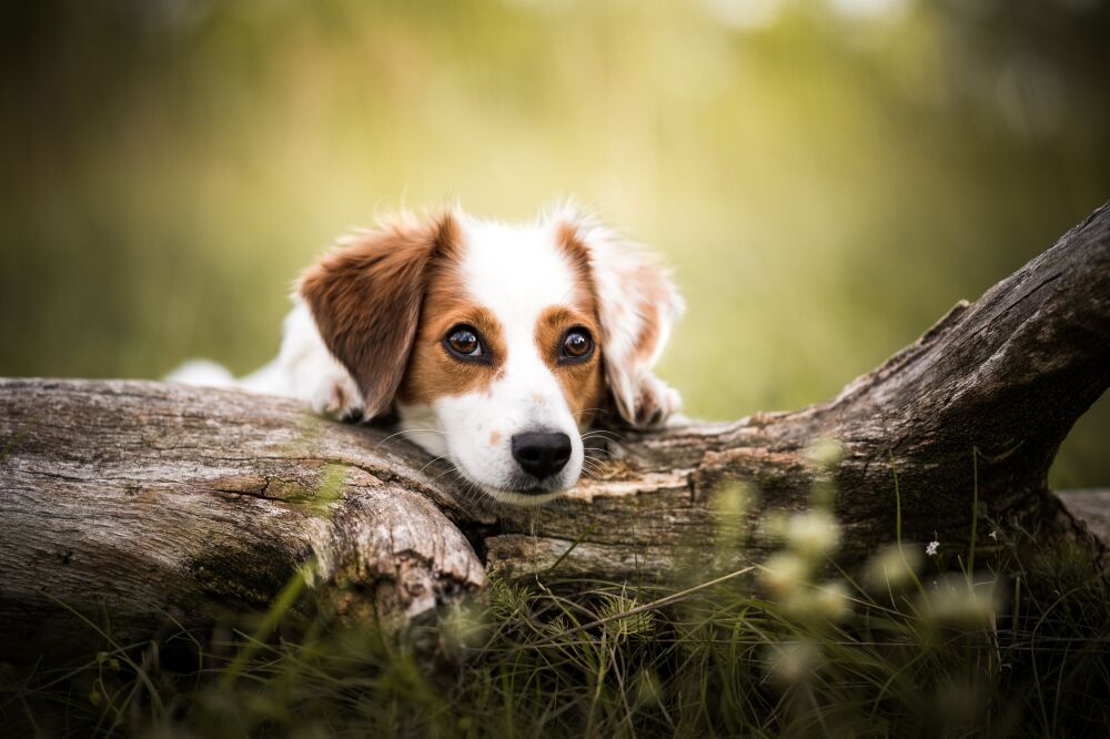 Zomer Portret