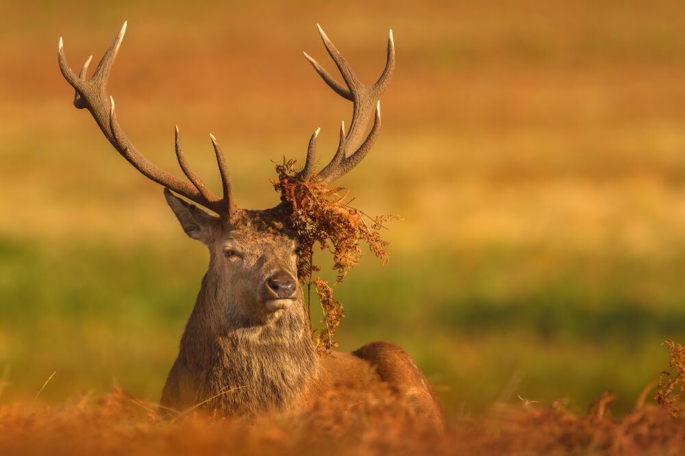 Liggend edelhert in de herfst