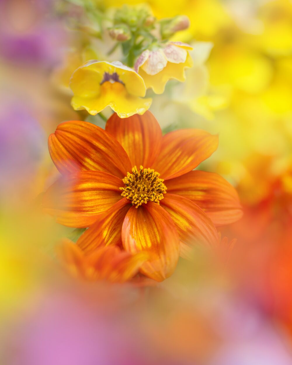 Tussen de Kleurenpracht: Rode Bloemen in Bloei