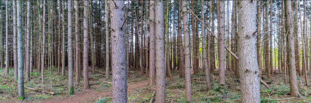 Bomen op Anna's Hoeve (verhouding 3:1)