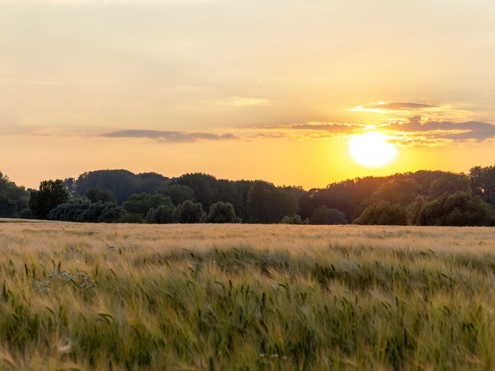 Graanlandschap