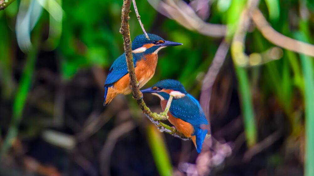 Eisvogel