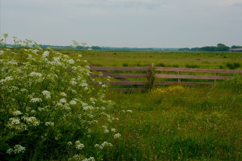 Weidelandschap bij Natuurcentrum De Marel in polder Waal en Burg op Texel