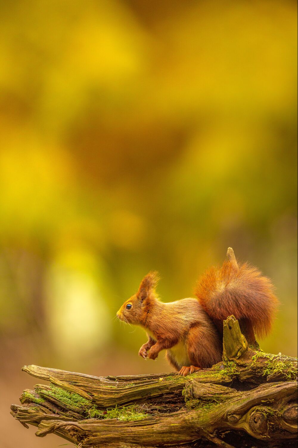 Eekhoorn op een boomstronk in de herfst