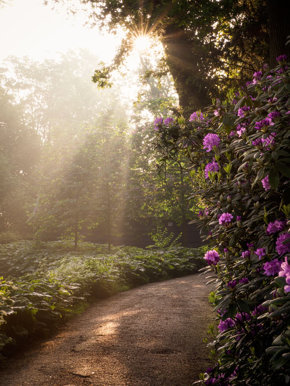 Stralende Rhododendrons