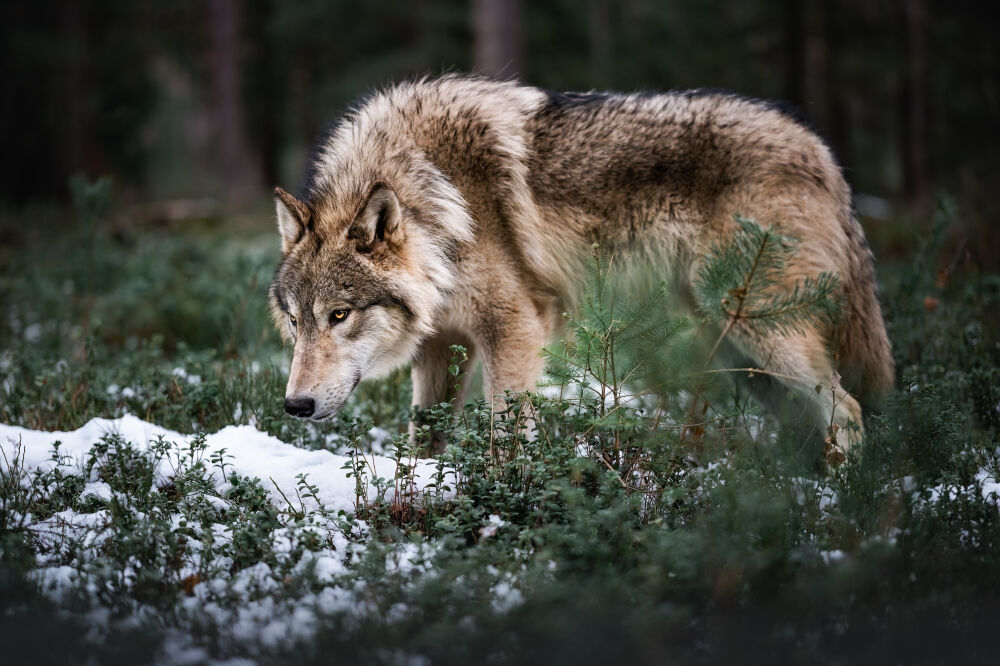 Wolf van de Wildernis