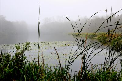 duinmeer in de nevel