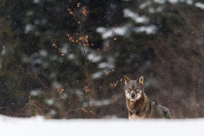 Wolf in the snow II