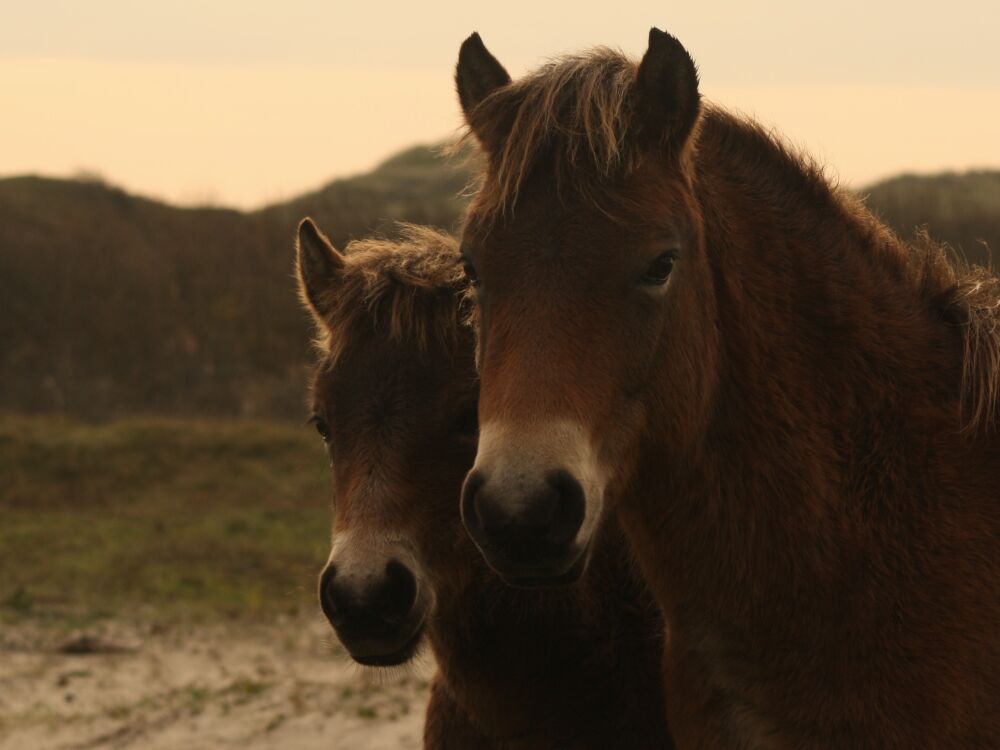 Merrie met veulen