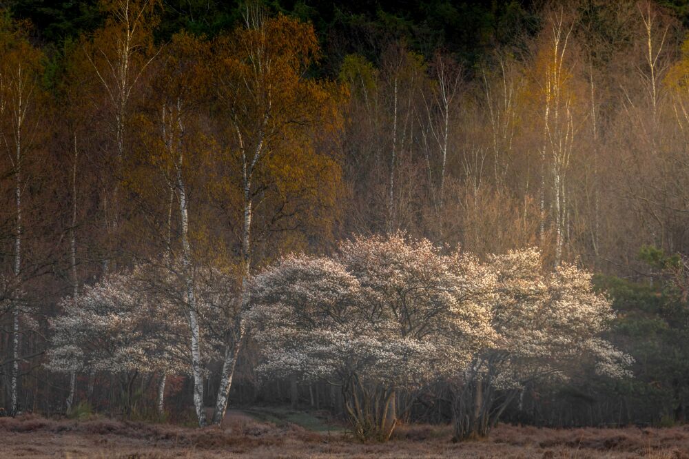 Het zonlicht strijkt neer op de Krentenbomen