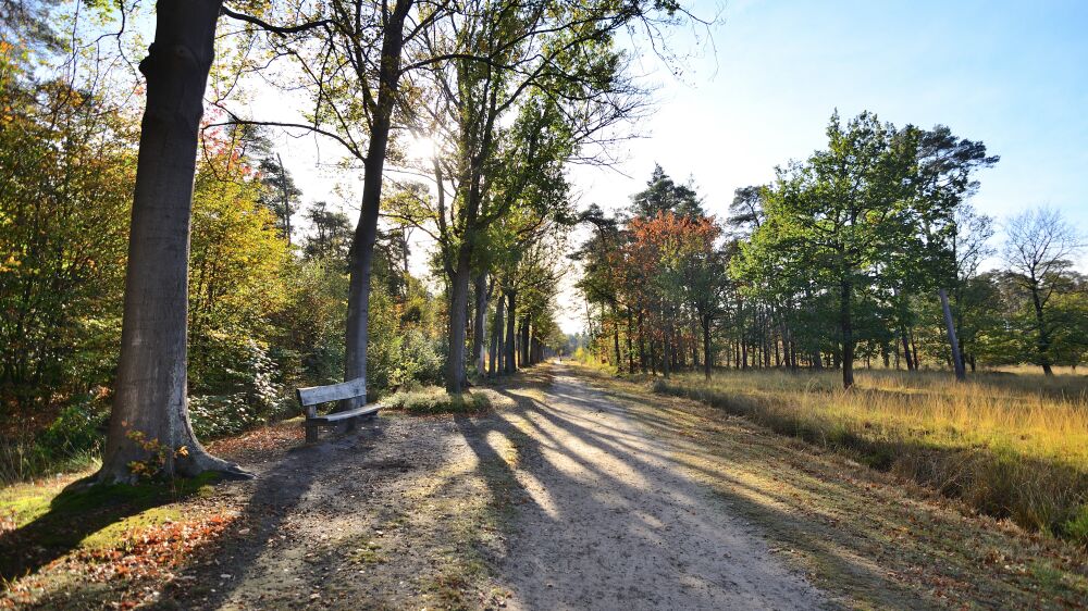 Bankje in het herfst bos