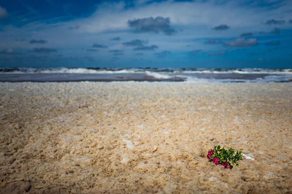 Bloemen aan zee