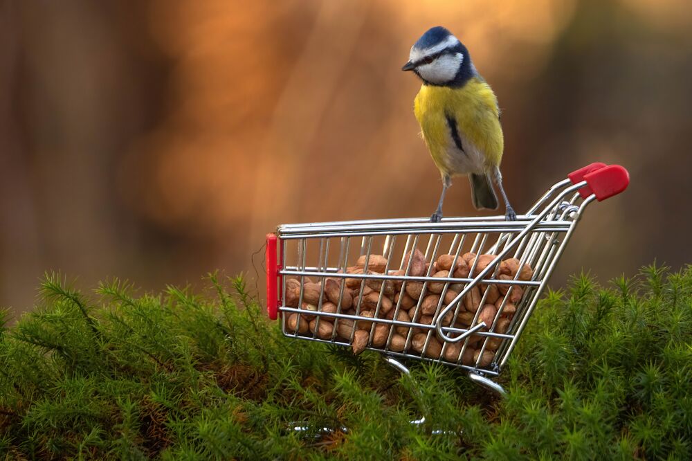 Pimpelmees op Winkelkarretje