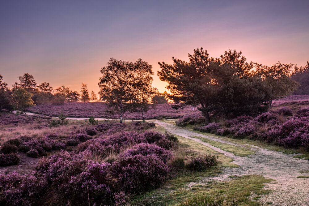 Paarse Heide tijdens zonsopkomst