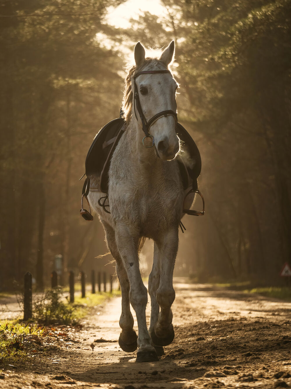 Paard Hercules