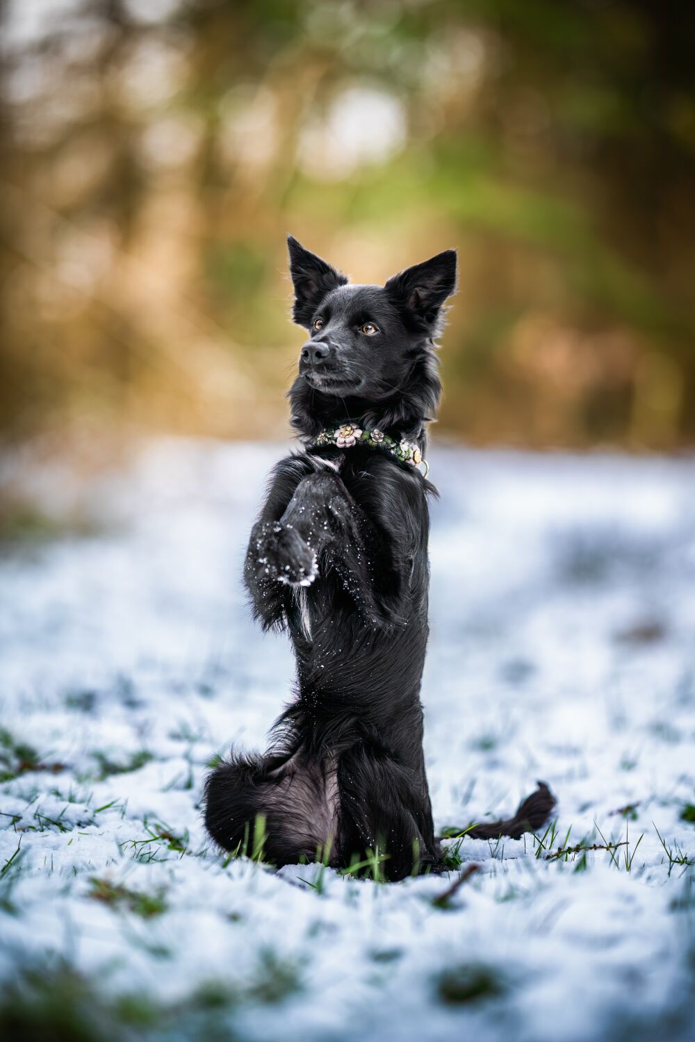 Snow Dog