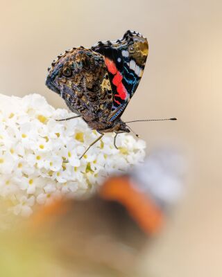 Fragiele Schoonheid: Vlinder op Witte Bloem