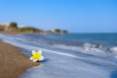 mooie bloem op het zandstrand in de buurt van de zeegolven