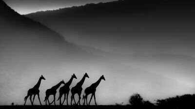 Giraffes in silhouette